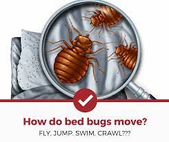 can bed bugs fly or jump how do they