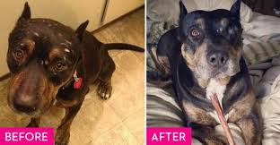 We are an animal welfare organization with a cat, kitten, dog, and puppy adoption the animal league adopts about 125 pets each month. Rescue Dogs Before And After Rescue Dog Makeovers