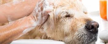 Before the first drop of shampoo touches your cat's skin, you should have a solid strategy in mind. Can I Wash My Dog With Human Shampoo