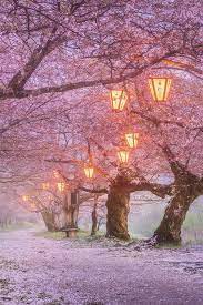 I have worked in a lot of nursing fields. Japan Sakura Blossom Lanterns Spring 640x960 Iphone 4 4s Wallpaper Background Picture Image
