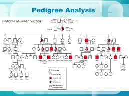 Ppt Pedigree Analysis Powerpoint Presentation Free