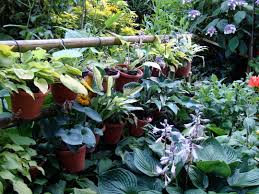 hanging hosta s of hshire grows on you