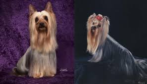 silky terrier vs yorkshire terrier