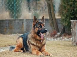 German shepherd dog information including pictures, training, behavior, and care of german. German Shepherd Food Meet The Nutritional Needs Of Your Adorable Pet Most Searched Products Times Of India