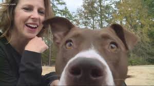 Why buy an american pit bull terrier puppy for sale if you can adopt and save a life? Pit Bulls Struggle To Find Homes In Charlotte Wcnc Com