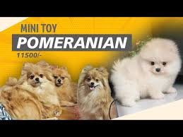 toy pomeranian pom toy version of