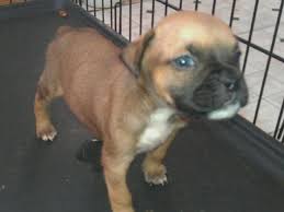Boxer puppies are muscular and strong dog breeds and are extremely intelligent & adorable. Puppy Love Turns To Pain For Customers Who Didn T Get Their Pet Wral Com