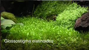 glossostigma elatinoides care ultimate