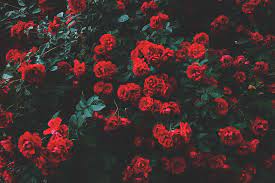 Red Roses Wallpapers on WallpaperDog