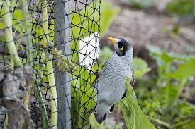 Garden Netting How To Keep Birds Away