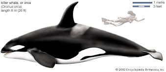 Orcinus Orca By Spencer Marth On Prezi