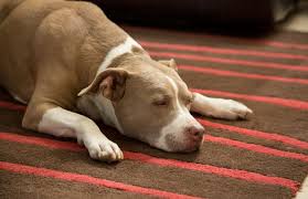 Image result for dogs sleeping