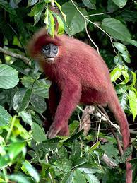 red leaf monkey presbytis rubicunda