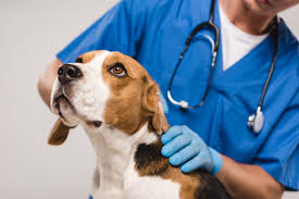 how much does dog lipoma removal cost