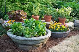 Gardening Patio Container Vegetables