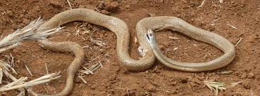 Ihr wissenschaftlicher name lautet crotalus adamanteus. Infos Zu Schlangen In Australien