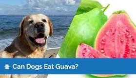 how-much-guava-can-a-dog-eat