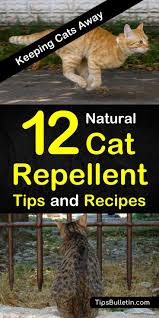 Cats scratch furniture for a variety of reasons, including a lack of alternatives. Keeping Cats Away 12 Natural Cat Repellent Tips And Recipes