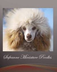 safranne poodles specializing in