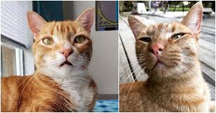 If you've noticed that your cat's gums have black spots on them, you may understandably be concerned. Cat Freckles Why Kitties Get Them And What It Means Cole Marmalade