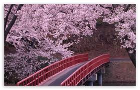flowering trees bridge river spring