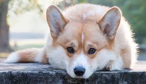 Understand the unique health conditions in corgis that proper nutrition can help ease, delay or prevent. 19 Of The Best Dog Food For Corgis K9 Web