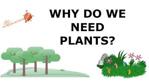 Which is why we need them, for oxygen. Why Do We Need Plants Youtube