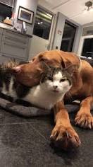 Image of vizsla with cats