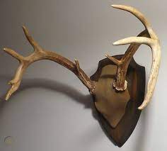 vtg adirondack deer antlers wall mount