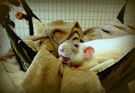 rat homes about pet rats