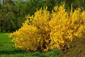 12 Yellow Flowering Shrubs For Bold