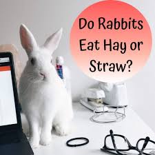do rabbits need straw or hay bunny