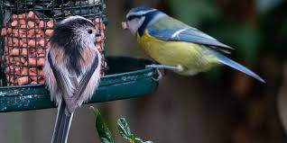how to stop birds eating gr seed