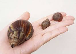 how to get rid of slugs and snails