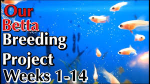 Betta Breeding Project Week 1 To Week 14