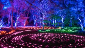 brooklyn botanic garden s lightscape