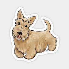 dog scottish terrier wheaten