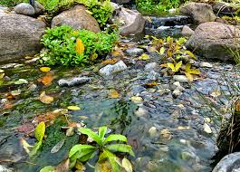 string algae in your pondless waterfall