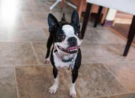 boston terrier dog breed health and
