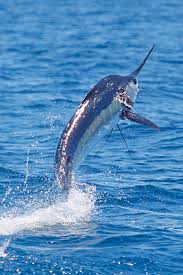 Blue Marlin Fishing In Turks And Caicos Marlin Magazine