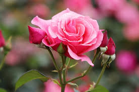 73618 Rose 4k Pink Flower Pink Rose