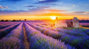 Windows 10 lockscreen app quiz. Setting Sun Over Lavender Filed In Valensole Provence France Windows 10 Spotlight Images