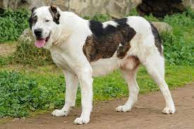 Alabai dog puppy on white background. Central Asian Shepherd Dog Dog Breed Information American Kennel Club