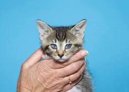 how to treat a corneal ulcer in cats