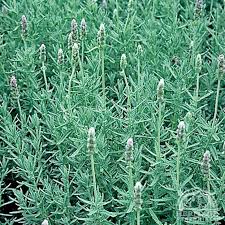 Plant Profile for Lavandula dentata - French Lavender Perennial