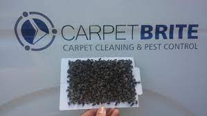 professional pest control experts in