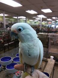 Female lesser sulphur crested cockatoo up for adoption. Goffin Cockatoo 169302 For Sale In Rockville Centre Ny
