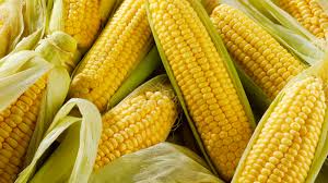 how to grow sweet corn a guide to