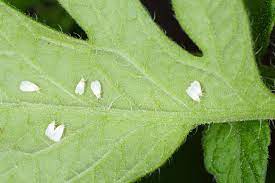 10 Tomato Pests That Will Destroy Your