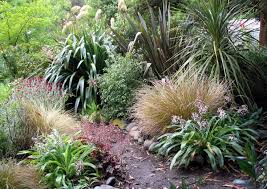 New Zealand Native Plants